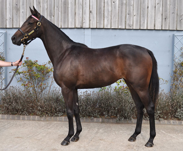 lot 515 photo